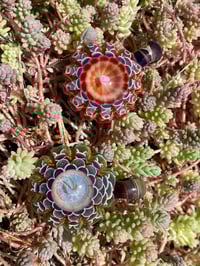Image 4 of jeweled moon