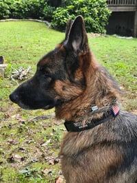 Image 5 of Herm Sprenger Stainless Steel Prong Collar