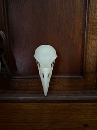 Image 2 of white necked raven skull