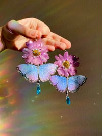 💜Daisy Butterflies💜