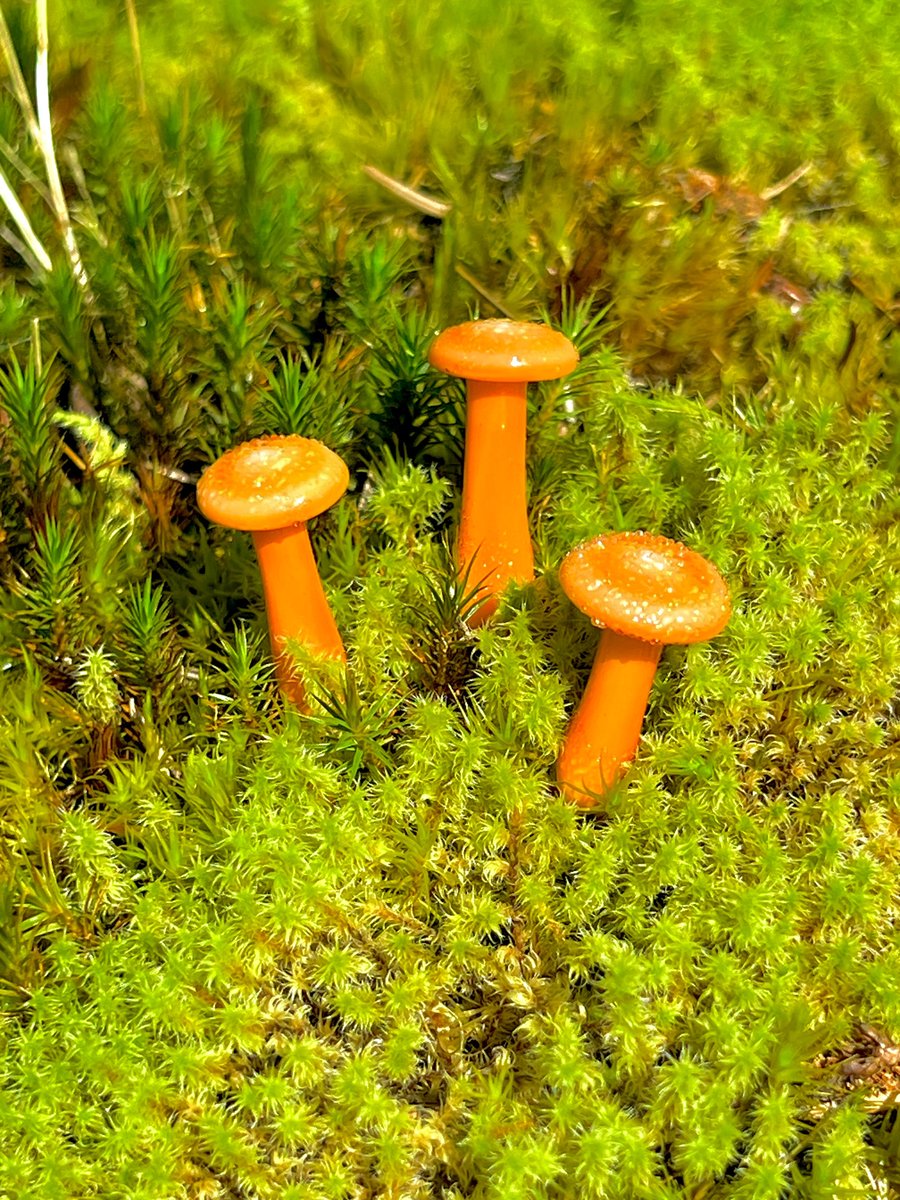 Image of 3 Orange Mushroom Plant Spikes