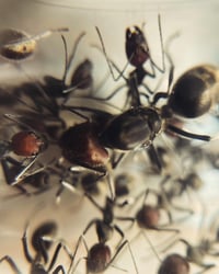 Image 1 of Camponotus Singularis