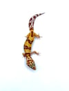 (Giant Line) Tangerine (Tremper) (3)