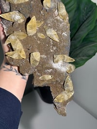 Image 11 of XXL SWEETWATER CALCITE WITH PYRITE -MISSOURI- PORCUPINE POCKET 2025 A