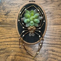 Image 4 of Succulent spider (e, 4x5 inches)
