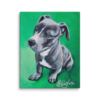 Image 4 of Shorty Pit Bull