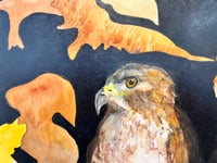 Image 6 of Hawk in the Falling season- Diane Matz