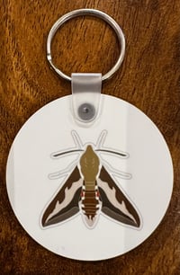 Image 3 of Bedstraw Hawk-moth - No.1 - Hawk-moths Series