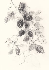 Wild roses I