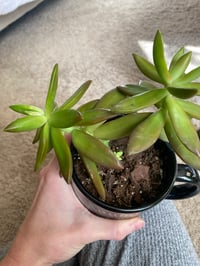 Image 2 of Coppertone Stonecrop in Hogwarts Mug