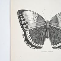 Image 5 of Planche De Papillons Noir & Blanc