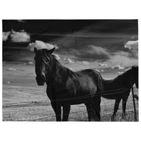 Image 1 of Soft Throw Blanket Ponies from Murdo #1