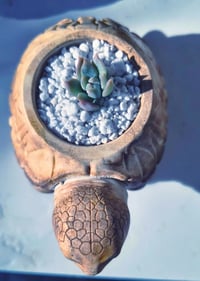 Image 3 of SlowDown Turtle- Echeveria agavoid (με παχύφυτο)