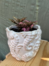 Image 3 of Polka Dot Plant in White Seahorse Pot