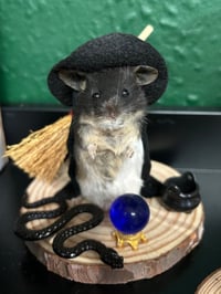 Taxidermy Witch Mouse 