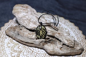 Image of ‘Bumblebee’ Collection- Madagascar Hognose