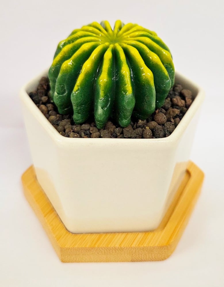 Image of Green Fused Succulent in Hexagonal pot