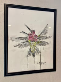 Image 1 of Anna’s hummingbird 