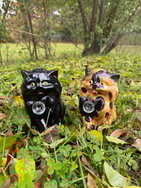 Image 1 of Medium Kittens 