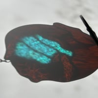 Image 2 of Playful Otter