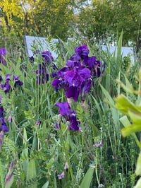 Image 5 of OdC 41- iris