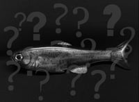 Roma Trout: Mystery BLEM