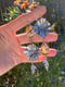 Image of California Poppy Montana Agate Open-Back Long Asymmetrical Dangle Earrings