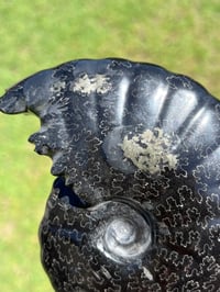 Image 12 of Black Ammonite Fossil With Pyrite | Madagascar #2706