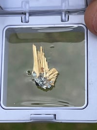 Image 5 of Golden Rutile & Hematite Star Specimen|Brazil #3054