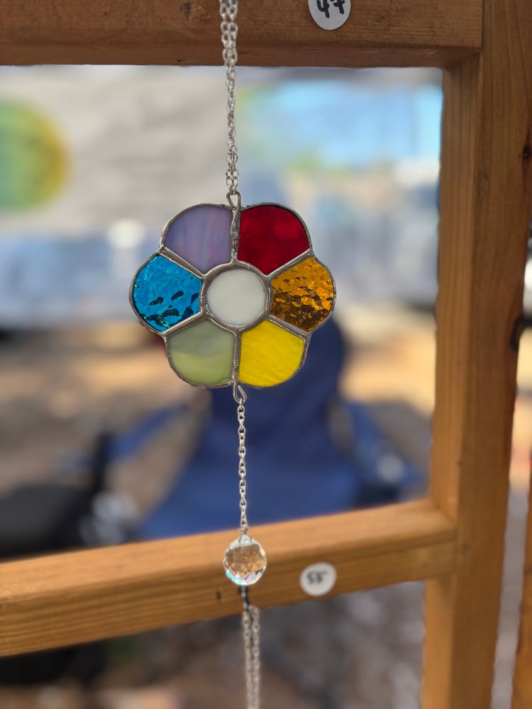 Image of Rainbow Daisy