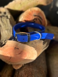 Royal Blue - Adult Dog