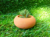 Natural Still Nest teracotta + baby sentum succulent