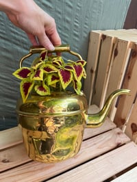 Image 1 of Coleus in Gold Kettle 