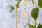 Image of 🌿Tréllis à plante "trelluna"