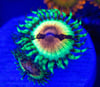 Jf bloodshot zoa