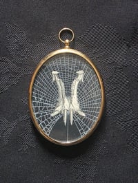 Image 2 of ANTIQUE ANATOMICAL ANIMAL COLLECTION - & Preserved web 2