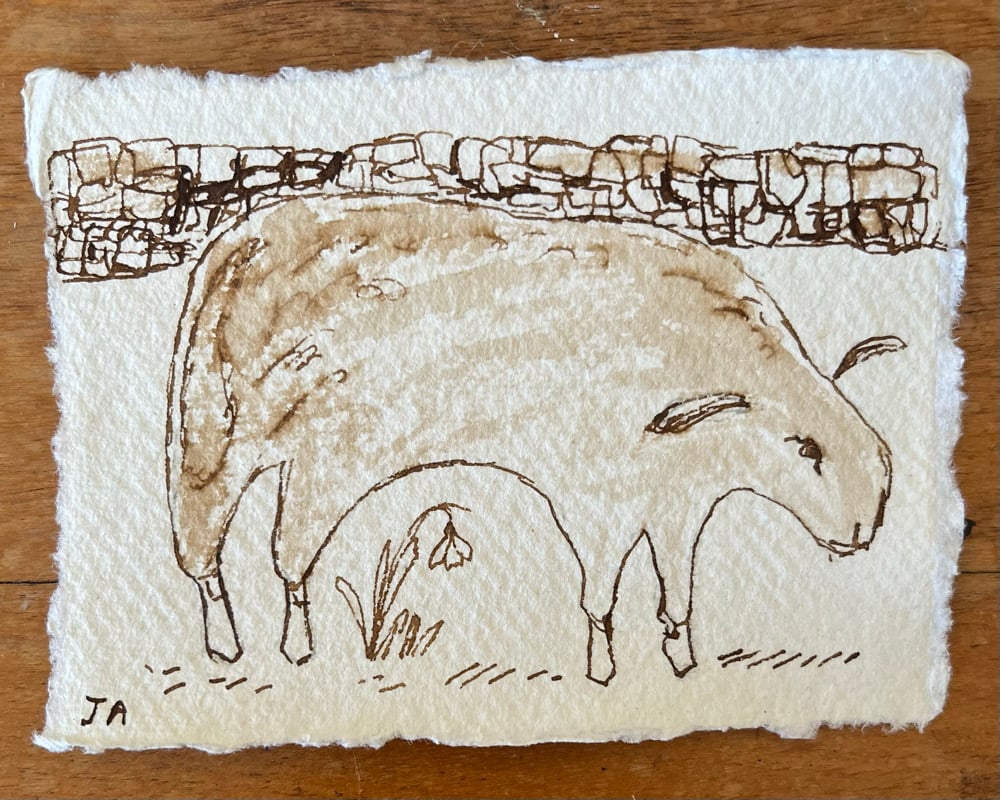 Image of Friendly sheep.