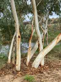 Image 5 of bush prism