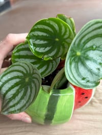 Image 2 of Watermelon Peperomia in Watermelon Pot