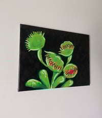 Image 4 of Venus Fly Trap