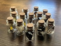 Image 2 of Butterfly Wing Jars