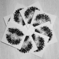 Image 2 of Birch Tree Greetings Cards