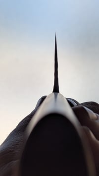 Image 5 of Forged Nakiri 190mm | Apex Ultra | Curly Koa 