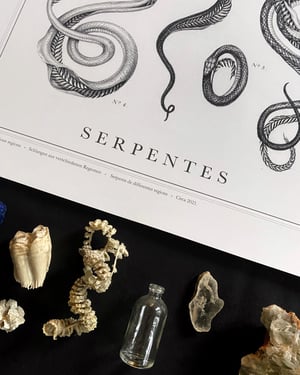 Serpentes Print