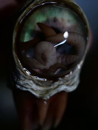 Image 15 of Nebula Hatchling Snaggletooth Pendant - Handmade,  2" OOAK