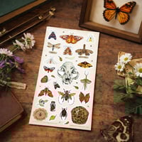 Image 1 of Entomology Cabinet of curiosities Sticker Sheet 