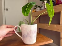 Image 2 of Alocasia 'Frydek' in Zebra Mug