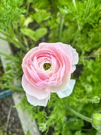 Image 4 of Ranunculus Corm - Specialty Cut Flower Varieties 