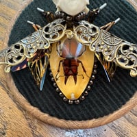 Image 2 of Specimen beetle (c, 4  inches)