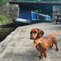 Image 4 of Dachshund squirrel bandana